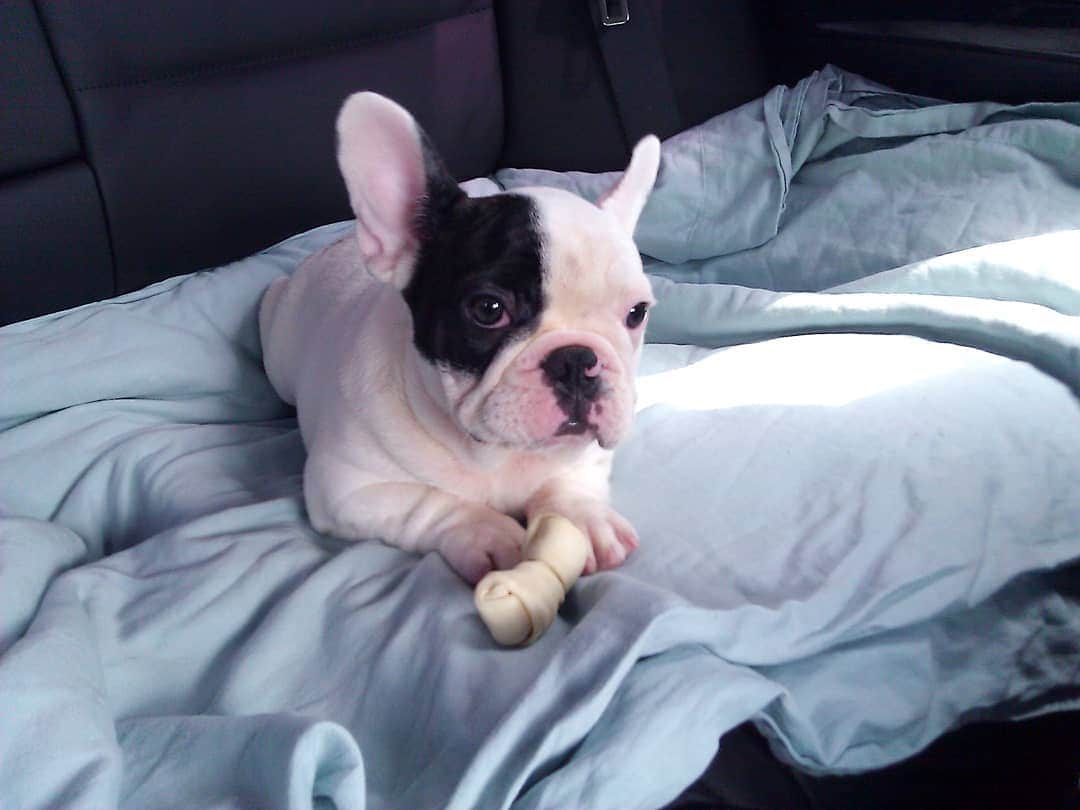 Manny The Frenchieのインスタグラム：「Happy national puppy day! Here's my ride home! 👼❤ As you can see I was not of fan of this bone 🤣  Good thing my humans eventually learned to feed me better food! Should've started with the puppy formula!」
