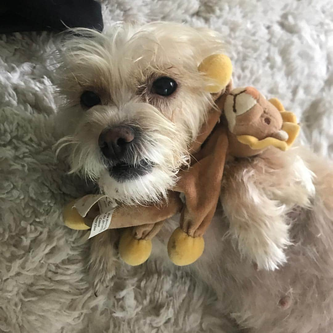 ヴァネッサ・ハジェンズさんのインスタグラム写真 - (ヴァネッサ・ハジェンズInstagram)「Happy #nationalpuppyday Darla’s not a puppy but she always will be in my heart 😝 she’s got her own highlight reel on my page if u want more lol」3月24日 3時00分 - vanessahudgens