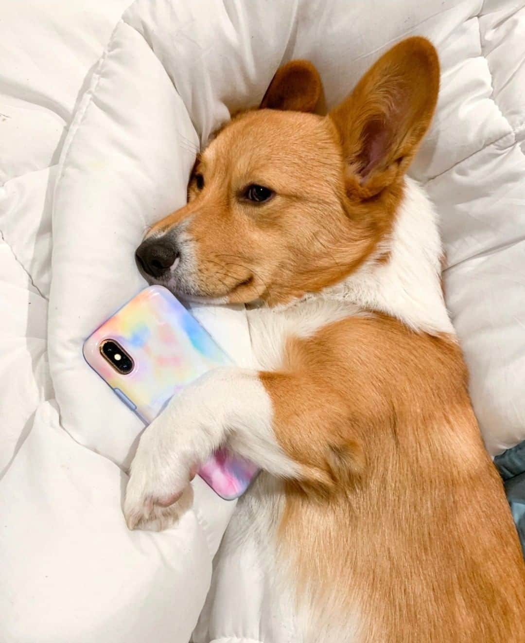 VELVETCAVIARさんのインスタグラム写真 - (VELVETCAVIARInstagram)「this is what cancelled plans look like. 🐶💤 Pastel Tie Dye Case. Get yours @velvetcaviar. #velvetcaviar #pastels⠀⠀⠀⠀⠀⠀⠀⠀⠀ ⠀⠀⠀⠀⠀⠀⠀⠀⠀ 📸: @lynnyskynny_thecorgi」3月24日 3時01分 - velvetcaviar