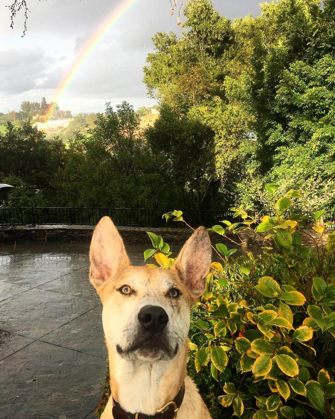 ジェナ・ディーワンさんのインスタグラム写真 - (ジェナ・ディーワンInstagram)「Happy #NationalPuppyDay to this little monster ❤️🌈」3月24日 3時20分 - jennadewan