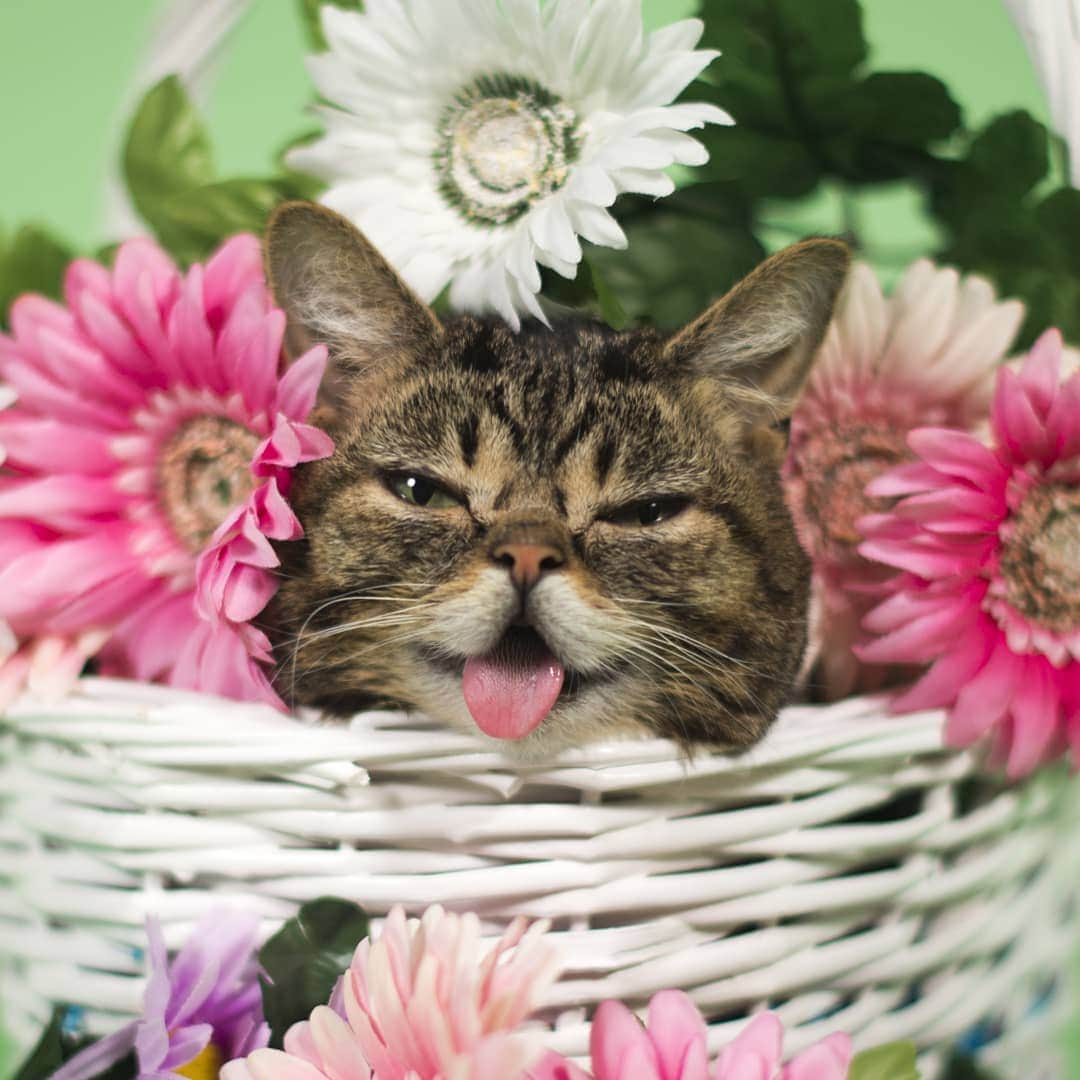 Lil BUBさんのインスタグラム写真 - (Lil BUBInstagram)「BUB has been patiently waiting in this basket of flowers for spring to finally come.」3月24日 3時33分 - iamlilbub