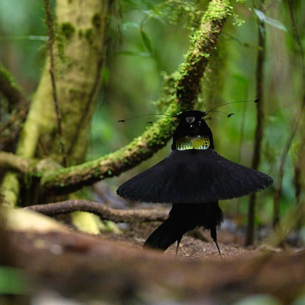 thephotosocietyさんのインスタグラム写真 - (thephotosocietyInstagram)「Photo by @TimLaman for Netflix.  A male Western Parotia Bird-of-Paradise struts his stuff in the rain forest of Papua.  See the video @TimLaman, of the amazing dance performance I filmed with Ed Scholes for the new film “Our Planet”, premiering on Netflix April 5.  We spent over a month in the field, and positioned blinds and remote cameras at many unique angles to capture a sequence like never seen before.  Follow @TimLaman and @BirdsofParadiseProject to learn more about the incredible Birds-of-Paradise, and more details on how we filmed this sequence.  Birds-of-Paradise are the ambassadors to conserve the forests of Papua.  #birdsofparadise #birds #rainforest #papua #Indonesia #dance #dancing #cornelllabofornithology」3月24日 3時39分 - thephotosociety