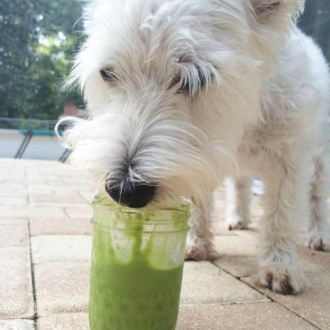Simple Green Smoothiesさんのインスタグラム写真 - (Simple Green SmoothiesInstagram)「#nationalpuppyday 🐶」3月24日 3時50分 - simplegreensmoothies