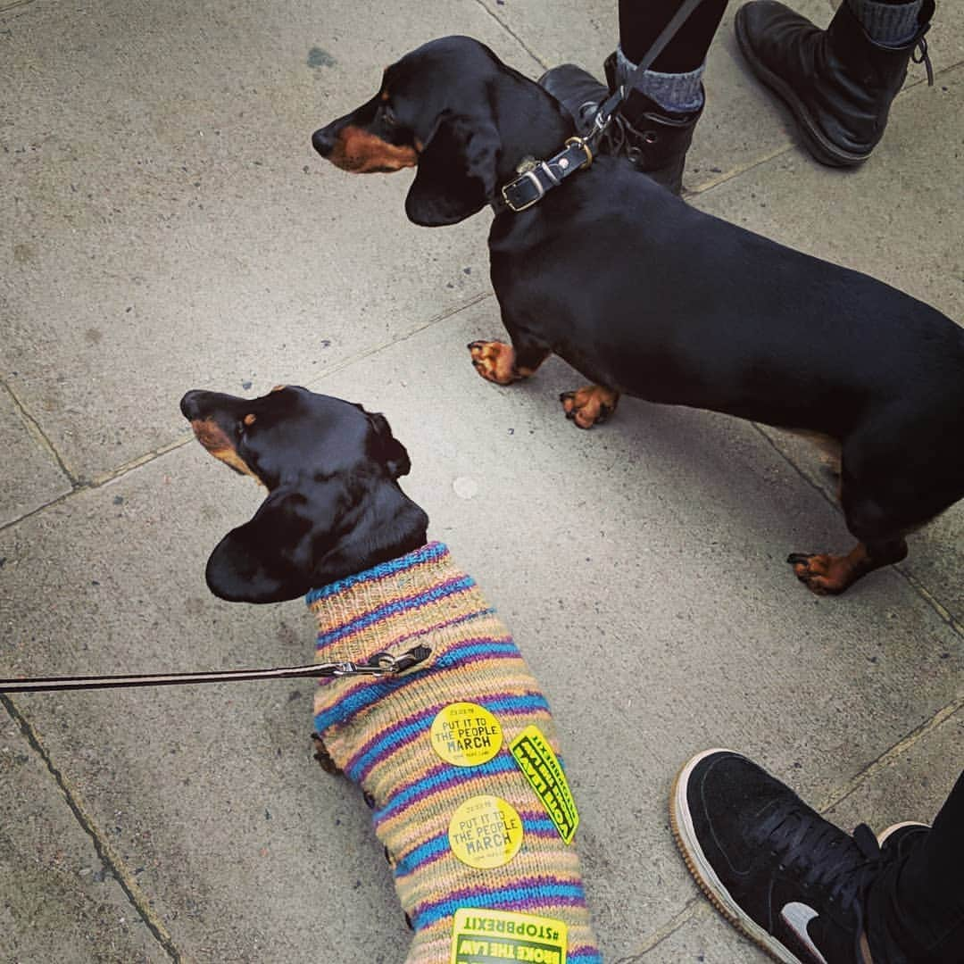 ローラ・カーマイケルさんのインスタグラム写真 - (ローラ・カーマイケルInstagram)「The sausage dogs have spoken #putittothepeople 🇪🇺」3月24日 4時01分 - larrycarmichael