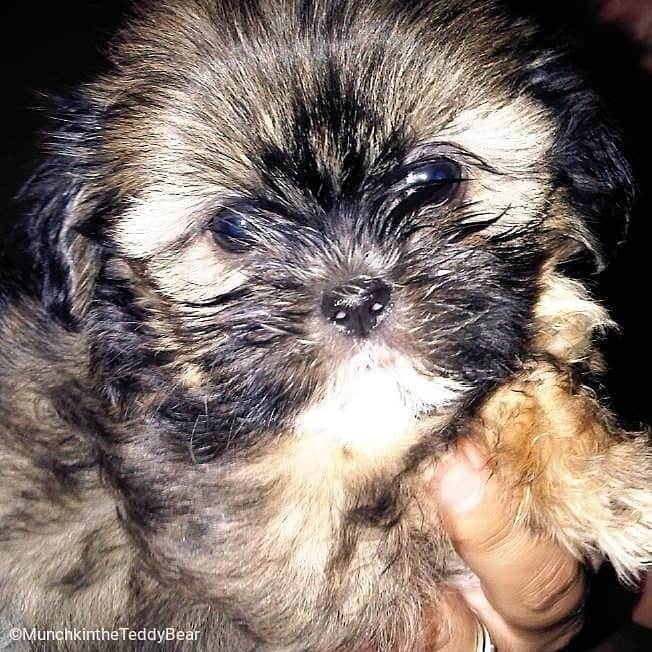 Original Teddy Bear Dogさんのインスタグラム写真 - (Original Teddy Bear DogInstagram)「The first picture mom ever saw of me 🐶❤️ #NationalPuppyDay」3月24日 4時09分 - munchkintheteddybear