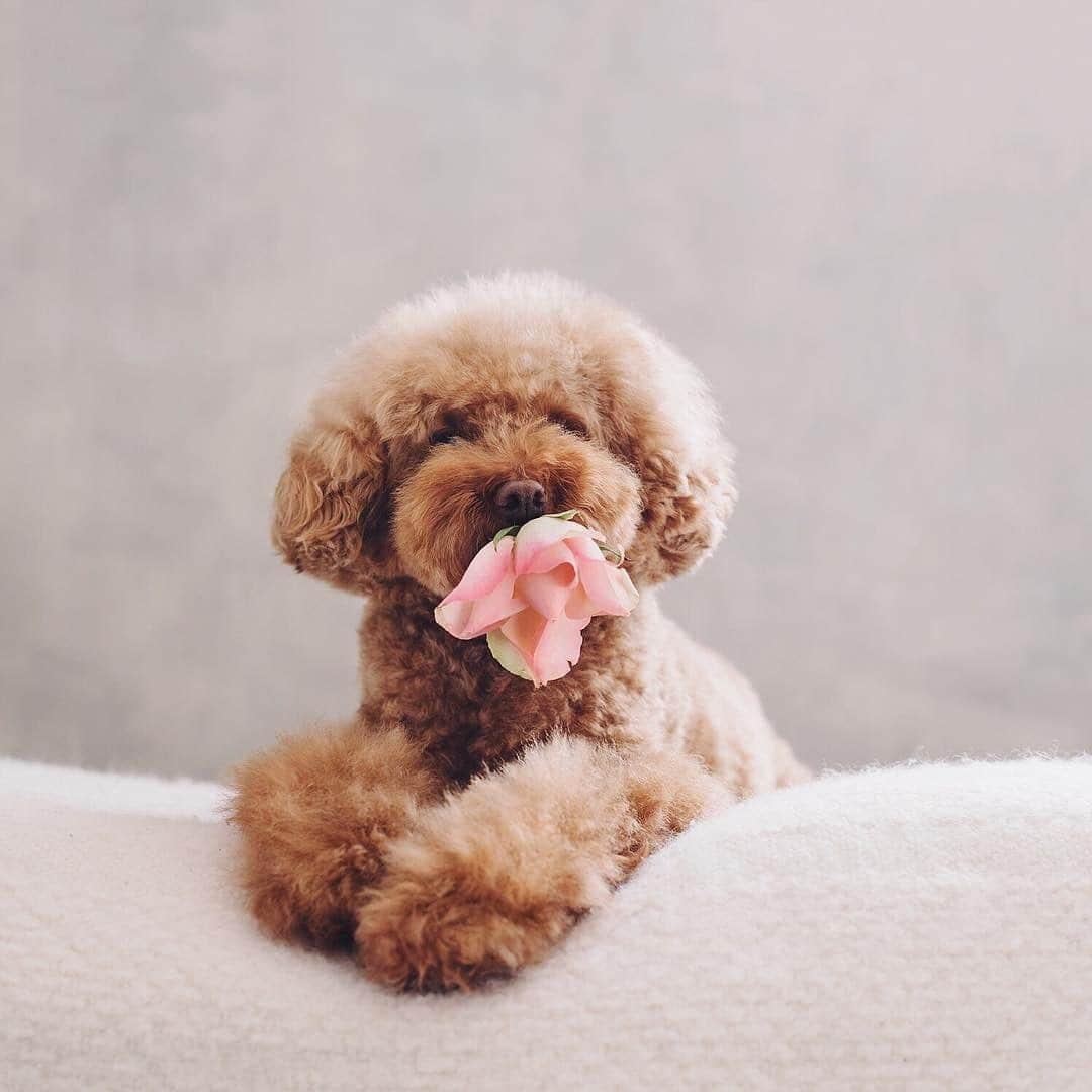 トッカさんのインスタグラム写真 - (トッカInstagram)「Happy #NationalPuppyDay to all the pups out there! 🌹」3月24日 5時22分 - tocca