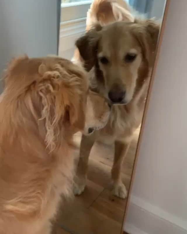 DogsOf Instagramのインスタグラム：「“You are strong, you are smart, you are the handsomest 💁🏻‍♀️” writes @hugoandursula  #dogsofinstagram」
