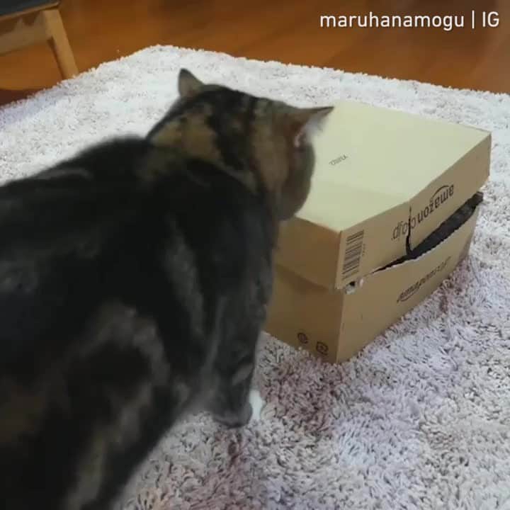 のインスタグラム：「There can be only one 😼⠀ ⠀ 📹@maruhanamogu⠀ ⠀ #meowed #maruandhana #🇯🇵 #sorrynotsorry #oops #ohhi #naughtycat #meancat #evilkitty #📦」