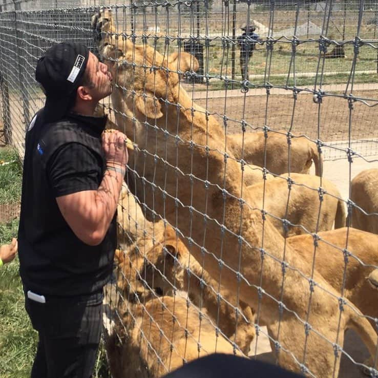 Black Jaguar-White Tiger さんのインスタグラム写真 - (Black Jaguar-White Tiger Instagram)「Sasha is way taller than her dad now.  Look at all the forgotten kids (According to PETA) rushing their dad. By the way, there’s a whole empty habitat outside because the kids came to say hi... #BabySashaBJWT #WolfsPrideBJWT @pavelkrapivin」3月24日 6時11分 - blackjaguarwhitetiger