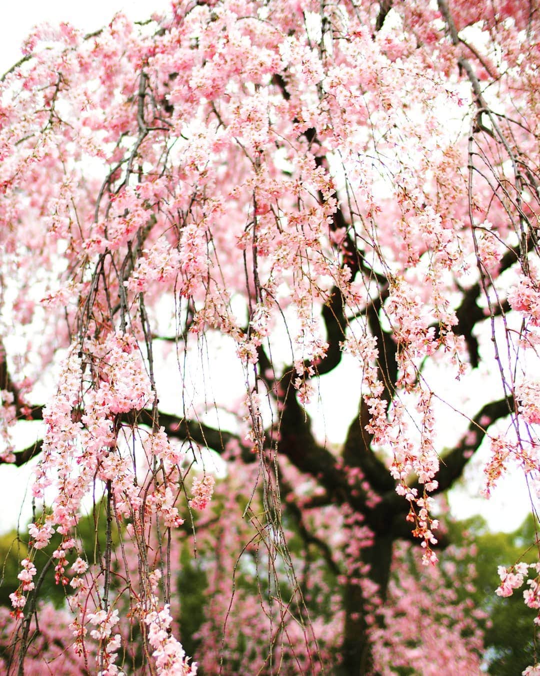 のインスタグラム：「2019年3月23日撮影。 #京都御苑 の #枝垂れ桜 が #満開 です！  春の京都ジェニックキャンペーン開催中！ https://camp-in.jp/kyotogenic-spring2019  #visitkyoto #kyotogenic #kyototravel #art_of_japan #japan_of_insta #loves_united_kyoto #japantrip #kyototrip #ig_kyoto #kyoto_style #springinkyoto #cherryblossom #weepingcherry Kyoto Official Travel Guide http://kyoto.travel/en  #京都 #京都ジェニック  #未来に残したい京都  #京都好きな人と繋がりたい #とっておきの京都 #京都桜 #満開 オフィシャルサイト「京都観光NAVI」 http://ja.kyoto.travel」
