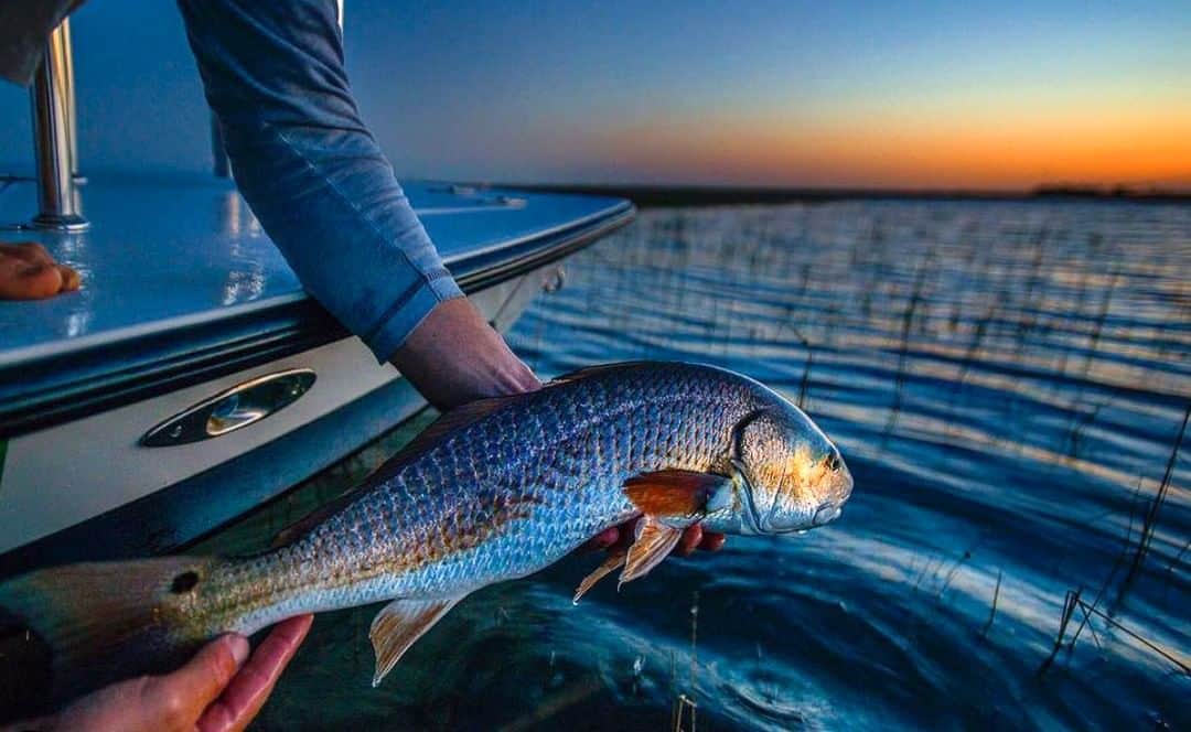 Costa Sunglassesさんのインスタグラム写真 - (Costa SunglassesInstagram)「Low light missions for low country tailers. #SeeWhatsOutThere 📷: @jasonstemplephoto」3月24日 6時30分 - costasunglasses