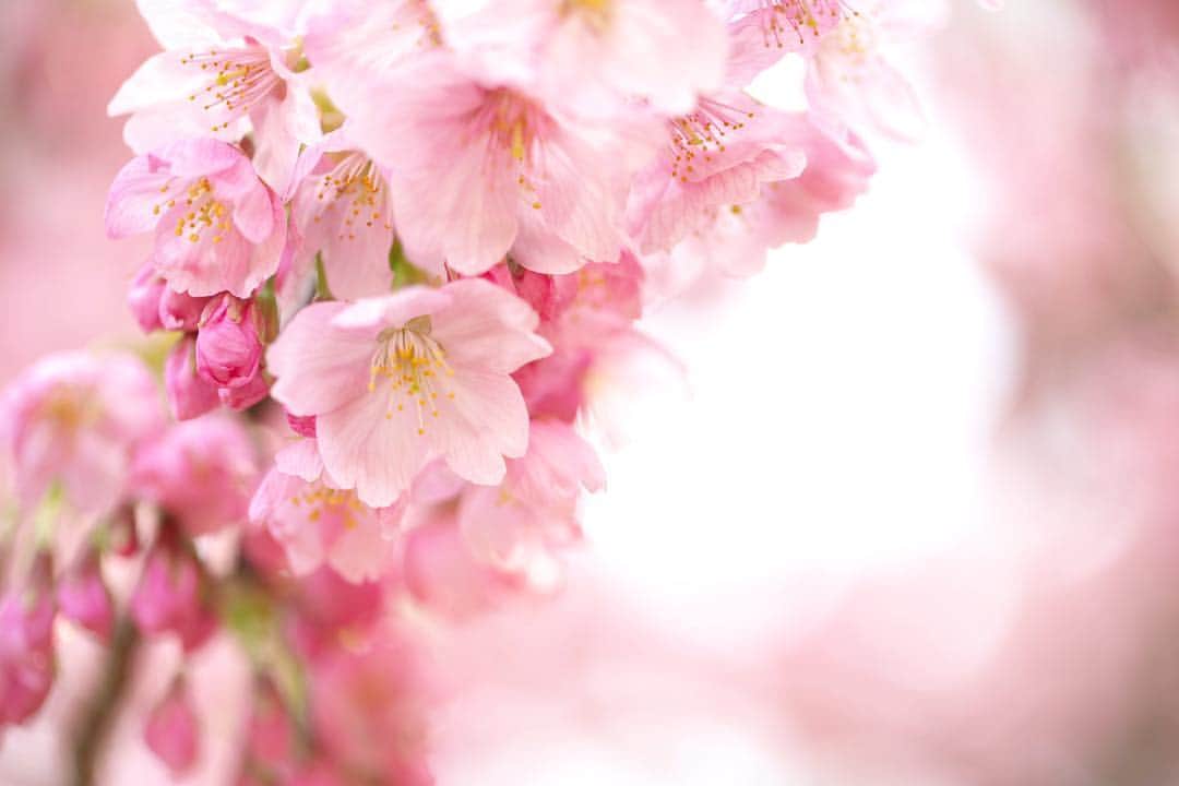 kiccyomuさんのインスタグラム写真 - (kiccyomuInstagram)「☁️ 2019.03.24 Sun * #新宿御苑 の #桜 🌸 新宿門入って右手すぐの桜 たぶん、ヨウコウ もう、咲いてたよ☺️ * 日曜日…今日も元気に🤗  location #東京 #新宿 撮影 3月21日」3月24日 6時30分 - kiccyomu