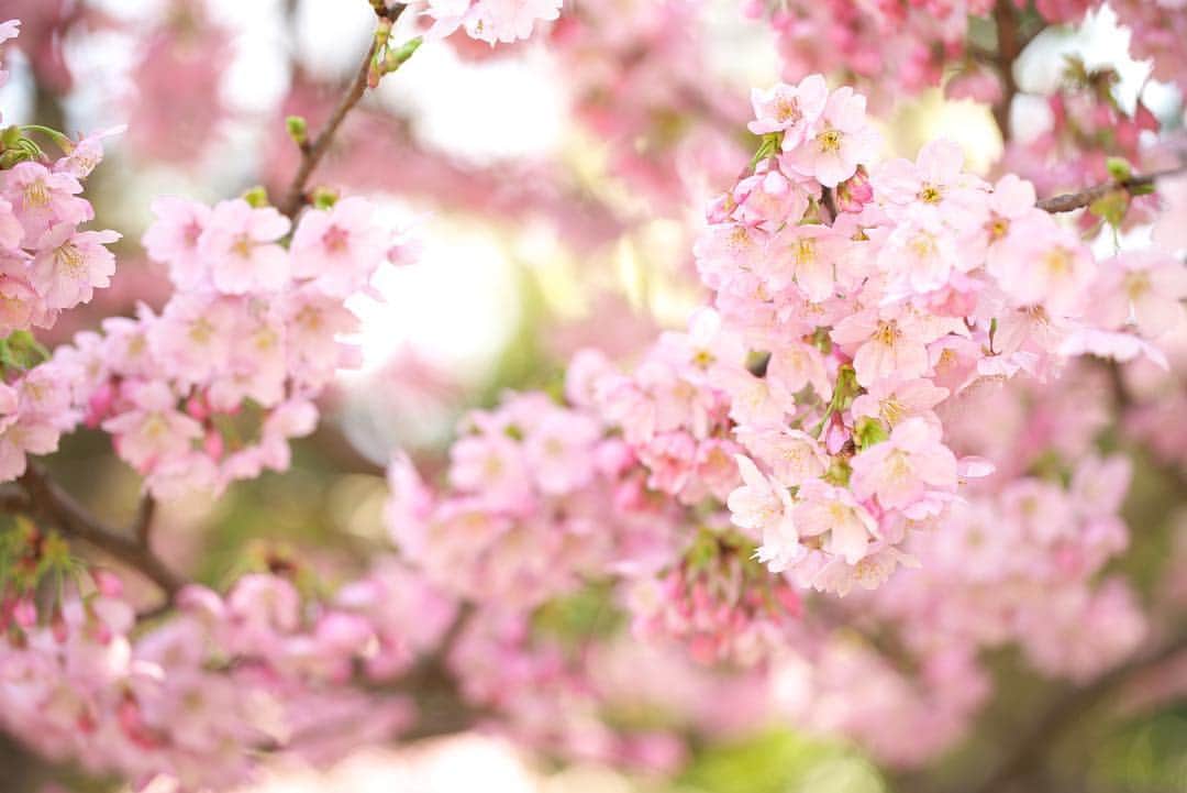 kiccyomuさんのインスタグラム写真 - (kiccyomuInstagram)「☁️ 2019.03.24 Sun * #新宿御苑 の #桜 🌸 新宿門入って右手すぐの桜 たぶん、ヨウコウ もう、咲いてたよ☺️ * 日曜日…今日も元気に🤗  location #東京 #新宿 撮影 3月21日」3月24日 6時30分 - kiccyomu