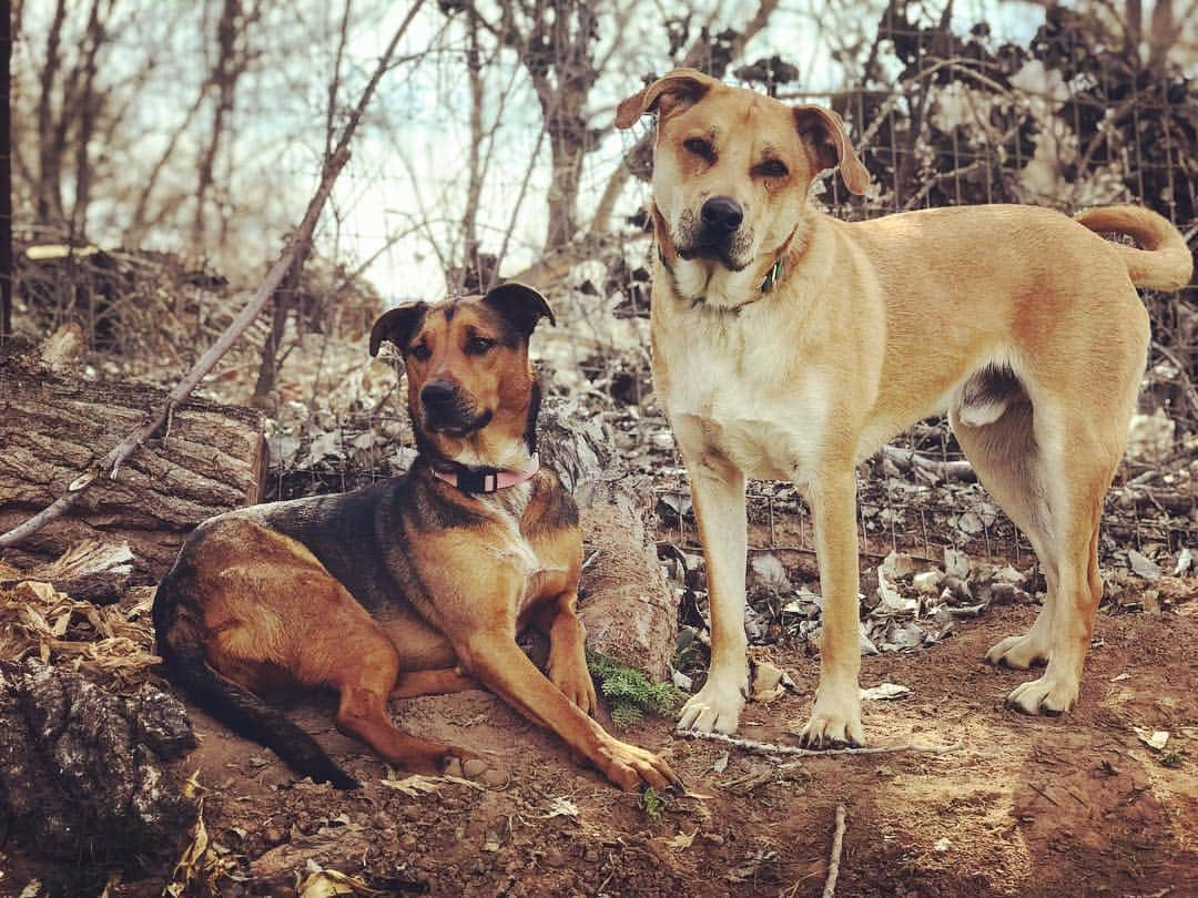 ブレンダン・フェアさんのインスタグラム写真 - (ブレンダン・フェアInstagram)「So they’re not exactly puppies, arrest me. #nationalpuppyday #rescuedog #sandia #rio」3月24日 6時38分 - unrealfehr