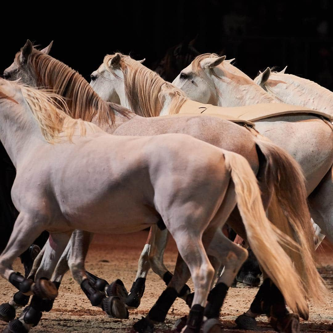 エルメスさんのインスタグラム写真 - (エルメスInstagram)「Introducing Lorenzo, the horseman  #SautHermes」3月24日 6時30分 - hermes