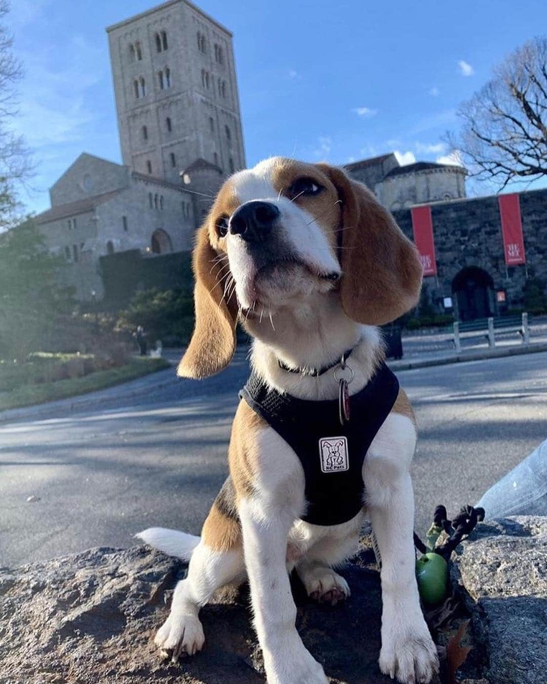 メトロポリタン美術館さんのインスタグラム写真 - (メトロポリタン美術館Instagram)「Happy #NationalPuppyDay! 🐶🐾#MuttropolitanMuseum #TheMet #TheMetCloisters⁣ ⁣ 📸 left to right: @shakeyourbutters @mr_wrigley_ @karmathebernedoodle @corgohenry @mileytheshiba @emmabreen」3月24日 7時00分 - metmuseum