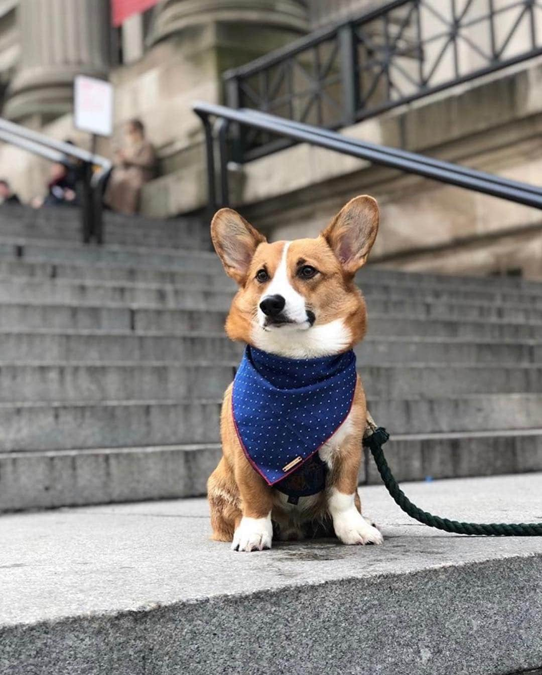 メトロポリタン美術館さんのインスタグラム写真 - (メトロポリタン美術館Instagram)「Happy #NationalPuppyDay! 🐶🐾#MuttropolitanMuseum #TheMet #TheMetCloisters⁣ ⁣ 📸 left to right: @shakeyourbutters @mr_wrigley_ @karmathebernedoodle @corgohenry @mileytheshiba @emmabreen」3月24日 7時00分 - metmuseum