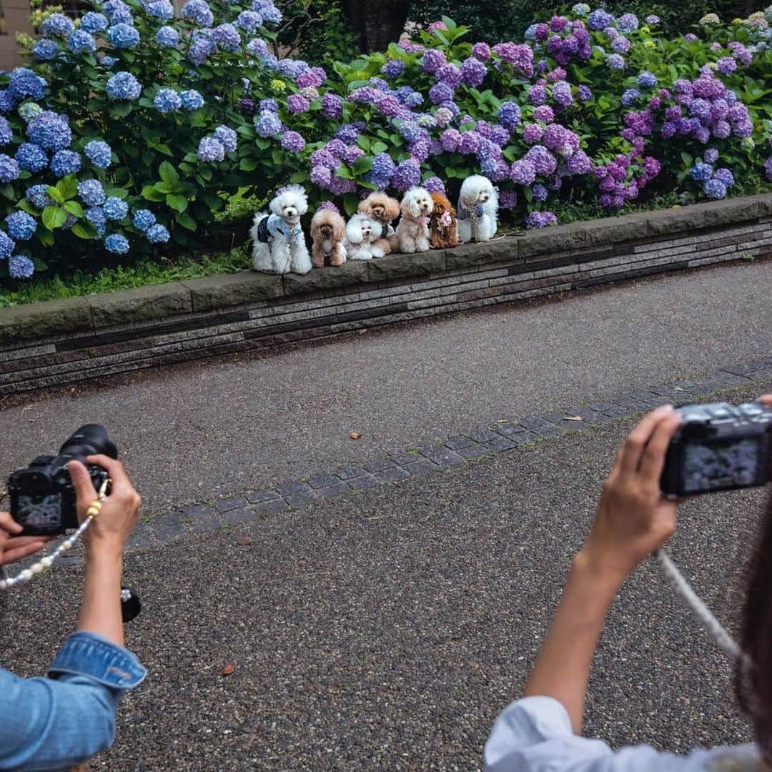 ナショナルジオグラフィックさんのインスタグラム写真 - (ナショナルジオグラフィックInstagram)「Photo by @dguttenfelder | Japan’s obsession with all things kawaii (which can mean “cute,” “cuddly,” or “lovable”) is on display at Ueno Park, as owners line up their pets for a portrait shoot. The kawaii aesthetic of cute culture has been one of Japan’s most successful exports, driving pop culture trends in fashion, technology, video games, and cartoons. For National Geographic’s cities-themed issue, I walked the streets of Tokyo, home to more than 37 million people, to photograph one of the most dynamic, safest, and most innovative cities on earth. For more Tokyo photos and video, please take a look at our story “Walking Tokyo: A Journey Through The Rich Textures of Japan’s Vibrant, Reinvented Megacity. Link in bio @dguttenfelder.」3月24日 7時05分 - natgeo