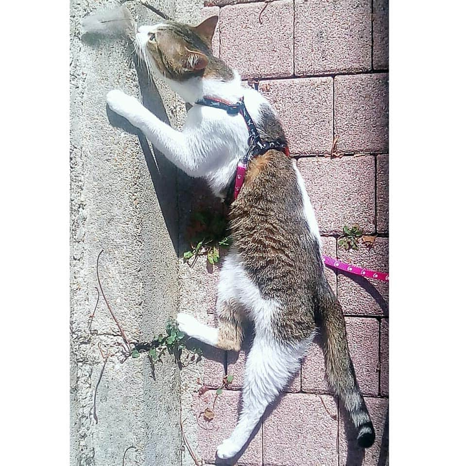 Homer Le Miaou & Nugget La Nugさんのインスタグラム写真 - (Homer Le Miaou & Nugget La NugInstagram)「She ha a whole terrace and garden and she spends 90% of her time rubbing against that little bit of wall... And today there was a feather on it so it was rubs and derps of love all along! Does your cat have weird habits/likes too? 😸 #TheWallOfCatLove」3月24日 7時15分 - homer_le_chat