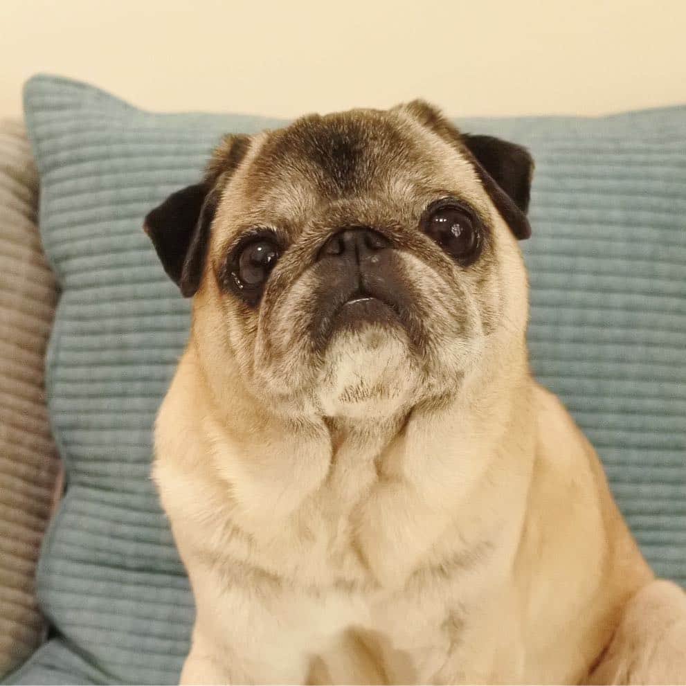 のインスタグラム：「GM😊💓 * *  #ほぼ黒パグ #おじいちゃん犬 #パグ #pug #puggy #puglife #puglove #petstagram #pugstagram #pugsofinstagram #pugs #dog #ふわもこ部  @igersjp #IGersJP #east_dog_japan #pecoイヌ部 #八兵衛 #はちべえ #朝ワンコ夕ニャンコ」