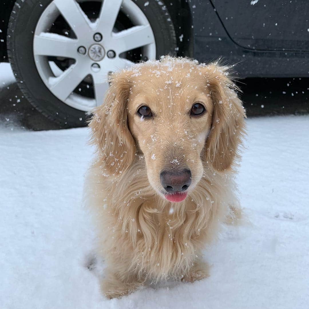 ハッチ＆ニコのインスタグラム：「Good morning ❄️ まさかの雪景色おはようございます。 タイヤ交換しちゃったよ🐶😅 #カメラ嫌い同好会 #pecoいぬ部 #犬の生活が第一 #癒しわんこ #dachshund #犬バカ部 #短足部 #ふわもこ部 #tokyocameraclub #東京カメラ部」