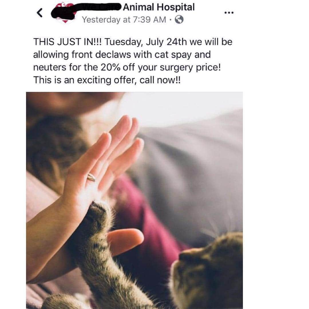 City the Kittyさんのインスタグラム写真 - (City the KittyInstagram)「This is why we are working around the clock to try to protect cats from this barbaric amputation procedure.😿 . Declawing is a billion dollar business in America. #greed . These unethical and greedy declawing veterinarians know that declawing harms the health and well-being of cats.  Yet they still do it. 😾 . They love the money they make amputating toe bones and claws more than they care about the welfare of these cats that they are mutilating. .  Please join us and support our work on this important cat cause. Our mission will be successful with your help.  www.citythekitty.org . This declaw special post was from 2018. 😾😾😾😾😾😾」3月24日 7時27分 - citythekitty