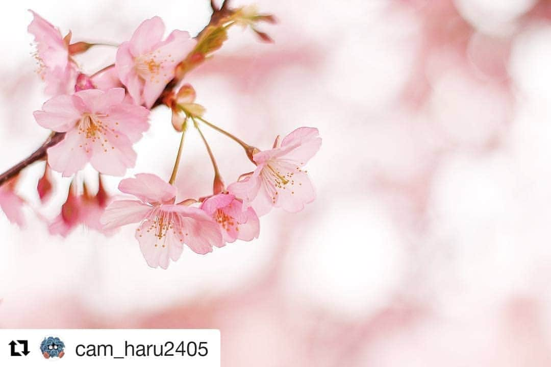 東京カメラガールズさんのインスタグラム写真 - (東京カメラガールズInstagram)「・ 今回のフィーチャーは @cam_haru2405 さん✨ ご投稿ありがとうございます！ そして、おめでとうございます！！ これからもお写真の投稿楽しみにしています🧡 ・ ・ ぜひ皆さんも、#カメラガールズ #東京カメラガールズ をつけて投稿してみてくださいね📸✨ 素敵な写真を見つけ次第、こちらのアカウントでご紹介させていただきます😍💕 ・ #北海道カメラガールズ #名古屋カメラガールズ #博多カメラガールズ #大阪カメラガールズ #沖縄カメラガールズ #50mm #単焦点 #ポートレート #カメラ女子 #portrait #写真 #写真家  #カメラが好きな人と繋がりたい #写真が好きな人と繋がりたい #写真好きな人と繋がりたい #ファインダー越しの私の世界 #一眼レフ #カメラ初心者 #カメラ部 #部活 #ミラーレス #コンデジ」3月24日 7時42分 - tokyocameragirls