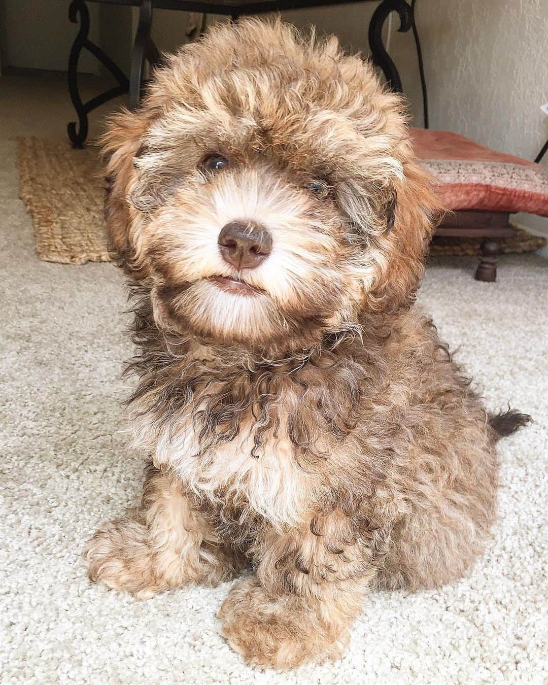 シャーニ・ヴィンソンのインスタグラム：「Missing this face .. 🐶 @jaggerpoo #nationalpuppyday #myboy #minipoodle #rescuedog #muttsofinstagram #puppy」