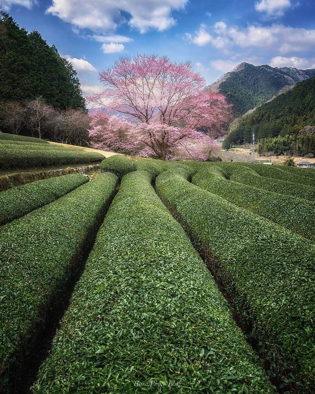 コサさんのインスタグラム写真 - (コサInstagram)「茶畑に咲く1本桜はとても素敵でした😍 さて桜シーズンに突入の、このタイミングで標準レンズが修理に…😭 桜さん、ゆっくりでいいのよ。慌てずゆっくり咲いて下さい〜😂 . Location:三重県 Mie/Japan Data:2019.3.23 . #Japan_Daytime_View #LBJ_桜2019 #as_桜2019 #art_of_japan_ #tokyocameraclub #team_jp_ #dpj_member #sorakataphoto #light_nikon #はなまっぷ #turkobjektif #bestjapanpics #bestphoto_japan #Lovers_Nippon #IGersJP #IG_PHOS #photo_jpn #広がり同盟メンバー #pt_life_ #ptk_japan #kf_gallery_vip #inspiring_shot #LBJ_members #ap_japan_wide #japan_great_view #special_spot_ #japan_of_insta #super_japan_channel #s_shot #TheBest_Capture」3月24日 8時01分 - kosa_photo