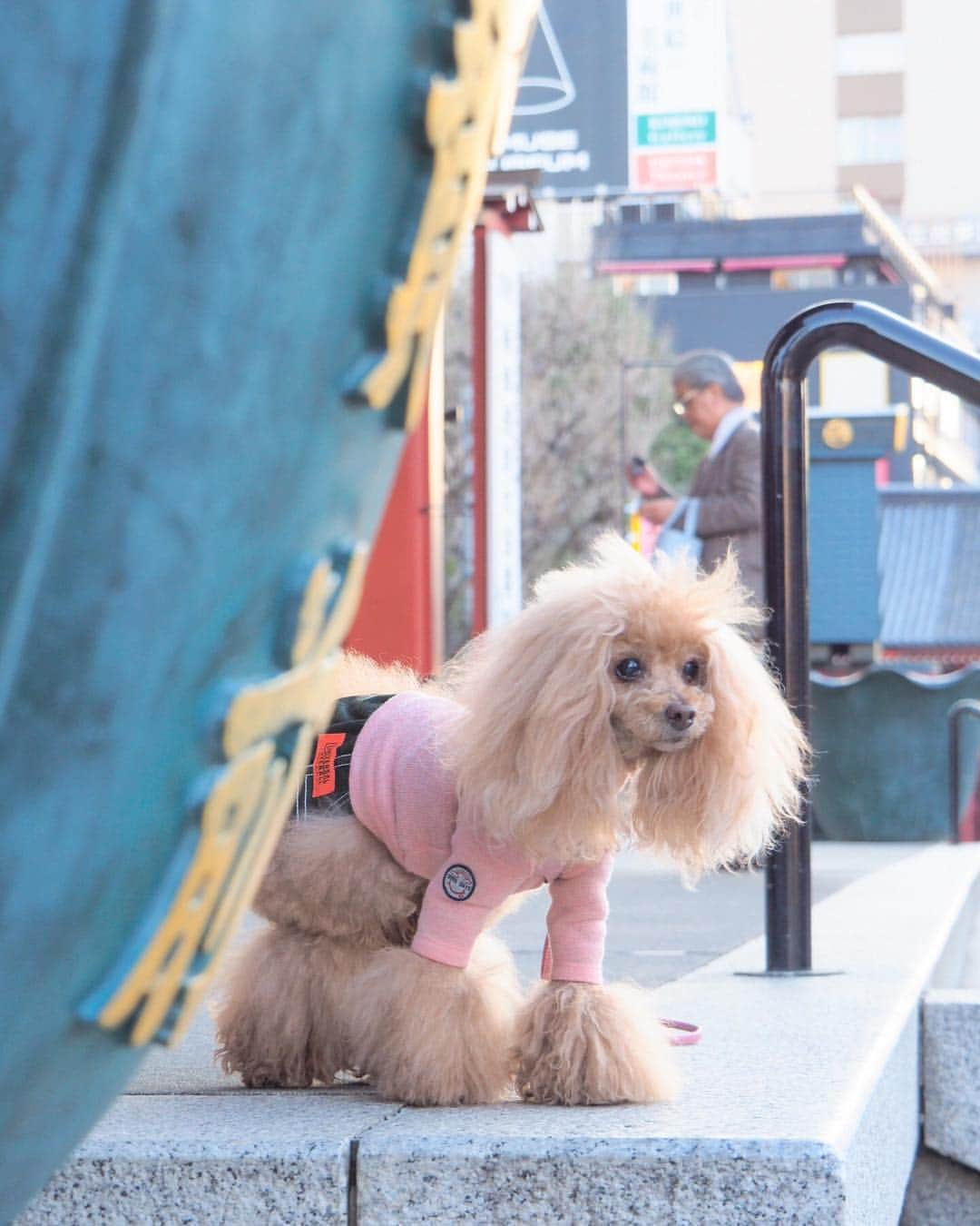 Toypoodle Mikuru?Asakusa Tokyoさんのインスタグラム写真 - (Toypoodle Mikuru?Asakusa TokyoInstagram)「20190324 Sunday. Good morning! Friends 💕 ちょっと寒いけど、お天気良い あさんぽ🥰 このままずーっと休日だといいなぁ... . ❶ お散歩帰りの雪柳 ❷ #三春の滝桜 ❸ 隠れて盗撮 ❹ オマケのみくる法則動画。みくるは不思議ちゃん？ . 隅田公園はまだ満開じゃないけど お花見のブルーシートで場所取りしてました。 お花見したいなぁ🌸 . #雪柳 ショボい目 #浅草寺」3月24日 8時13分 - purapura299