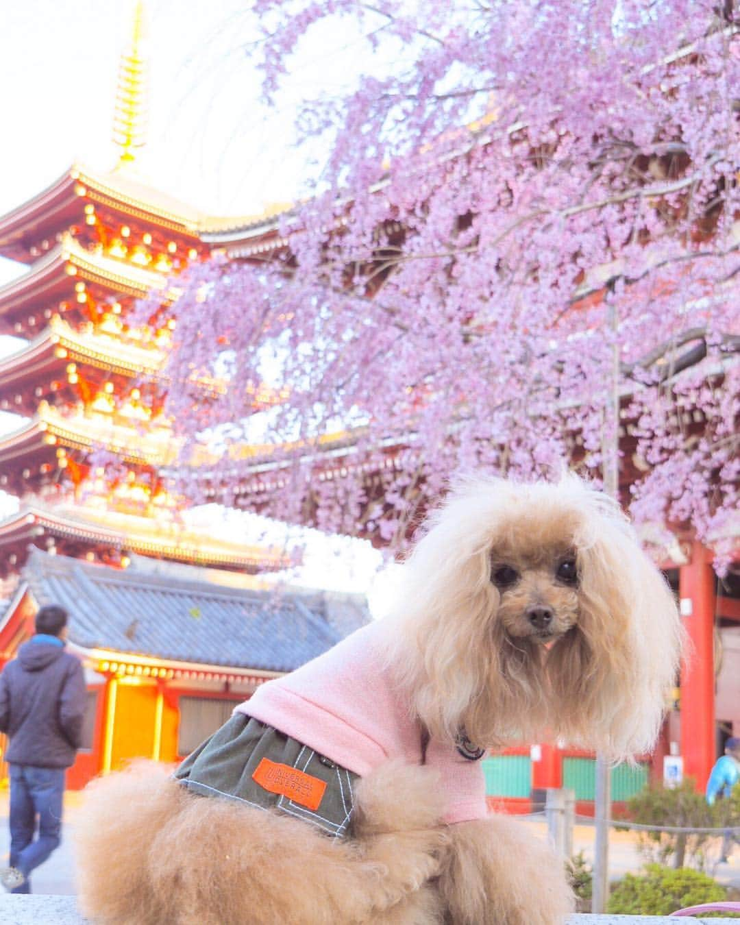 Toypoodle Mikuru?Asakusa Tokyoさんのインスタグラム写真 - (Toypoodle Mikuru?Asakusa TokyoInstagram)「20190324 Sunday. Good morning! Friends 💕 ちょっと寒いけど、お天気良い あさんぽ🥰 このままずーっと休日だといいなぁ... . ❶ お散歩帰りの雪柳 ❷ #三春の滝桜 ❸ 隠れて盗撮 ❹ オマケのみくる法則動画。みくるは不思議ちゃん？ . 隅田公園はまだ満開じゃないけど お花見のブルーシートで場所取りしてました。 お花見したいなぁ🌸 . #雪柳 ショボい目 #浅草寺」3月24日 8時13分 - purapura299