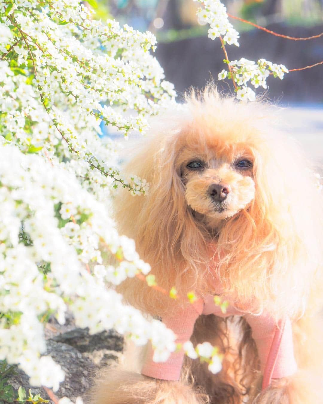 Toypoodle Mikuru?Asakusa Tokyoさんのインスタグラム写真 - (Toypoodle Mikuru?Asakusa TokyoInstagram)「20190324 Sunday. Good morning! Friends 💕 ちょっと寒いけど、お天気良い あさんぽ🥰 このままずーっと休日だといいなぁ... . ❶ お散歩帰りの雪柳 ❷ #三春の滝桜 ❸ 隠れて盗撮 ❹ オマケのみくる法則動画。みくるは不思議ちゃん？ . 隅田公園はまだ満開じゃないけど お花見のブルーシートで場所取りしてました。 お花見したいなぁ🌸 . #雪柳 ショボい目 #浅草寺」3月24日 8時13分 - purapura299