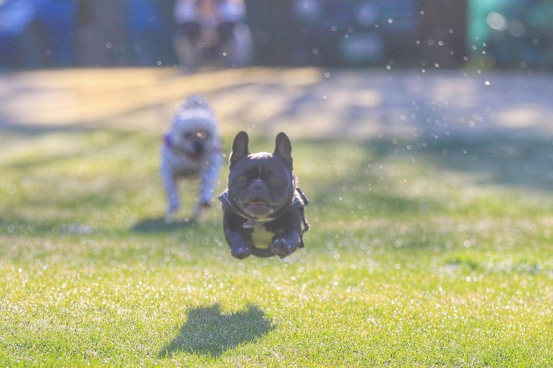 Turbo_dad フレブルのターボさんのインスタグラム写真 - (Turbo_dad フレブルのターボInstagram)「逆光モーニング Backlit photo . . . #fbi2019参加します  #frenchbulldog #frenchie #buhi #dog #フレンチブルドッグ  #フレブル #ブヒ #frenchiesofinstagram #instadog #instafrenchie #frenchiegram #dogstagram #frenchbullys #frenchielove #프렌치불독 #thefrenchiepost #法鬥 #frenchies1 #portrait #igersjp #tokyocameraclub  #bully #ilovemydog #frenchielife #愛犬 #dogsofinstagram #ふわもこ部 #flyingdog #飛行犬」3月24日 8時42分 - turbo_dad