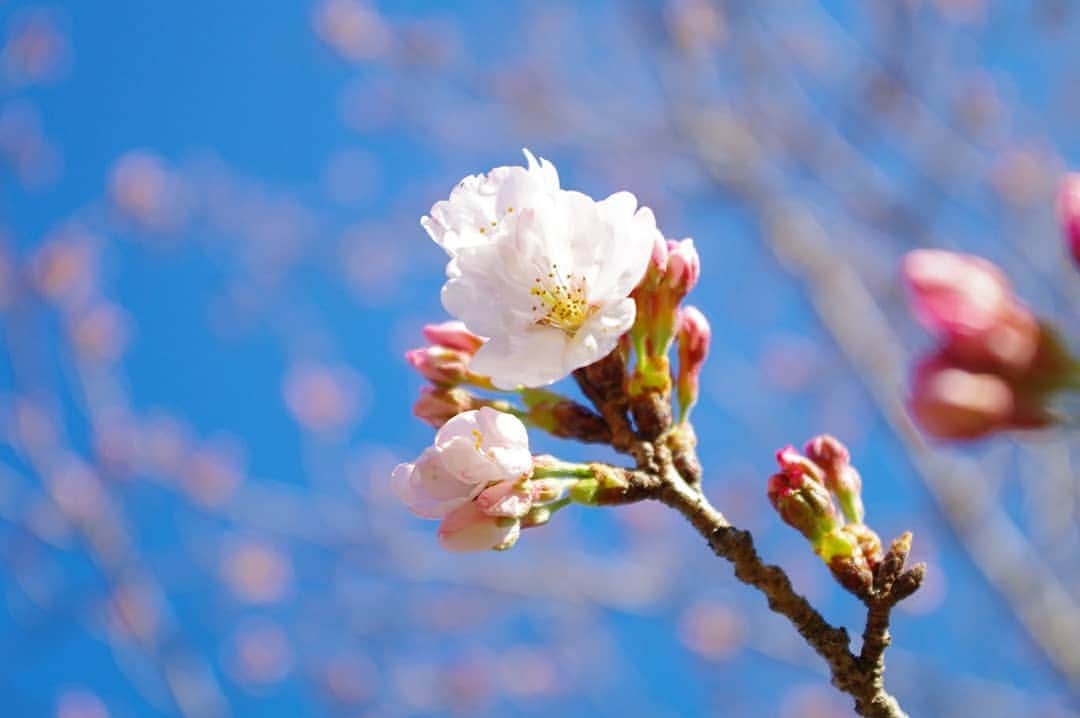 こどもの国キッズダムさんのインスタグラム写真 - (こどもの国キッズダムInstagram)「昨日の寒さにも負けず、キッズダムの桜が花開きました✨ 2019年の開花宣言です🌸 今日からどんどん花開きますよ。 次の週末が楽しみ( *´艸｀) 今日遊びに来てくれる方は桜の花探してくださいね🎵  #千葉こどもの国 #キッズダム #桜情報 #開花宣言 #千葉県 #市原市 #公園 #イベント #春のたより」3月24日 8時47分 - kodomonokunikidsdom