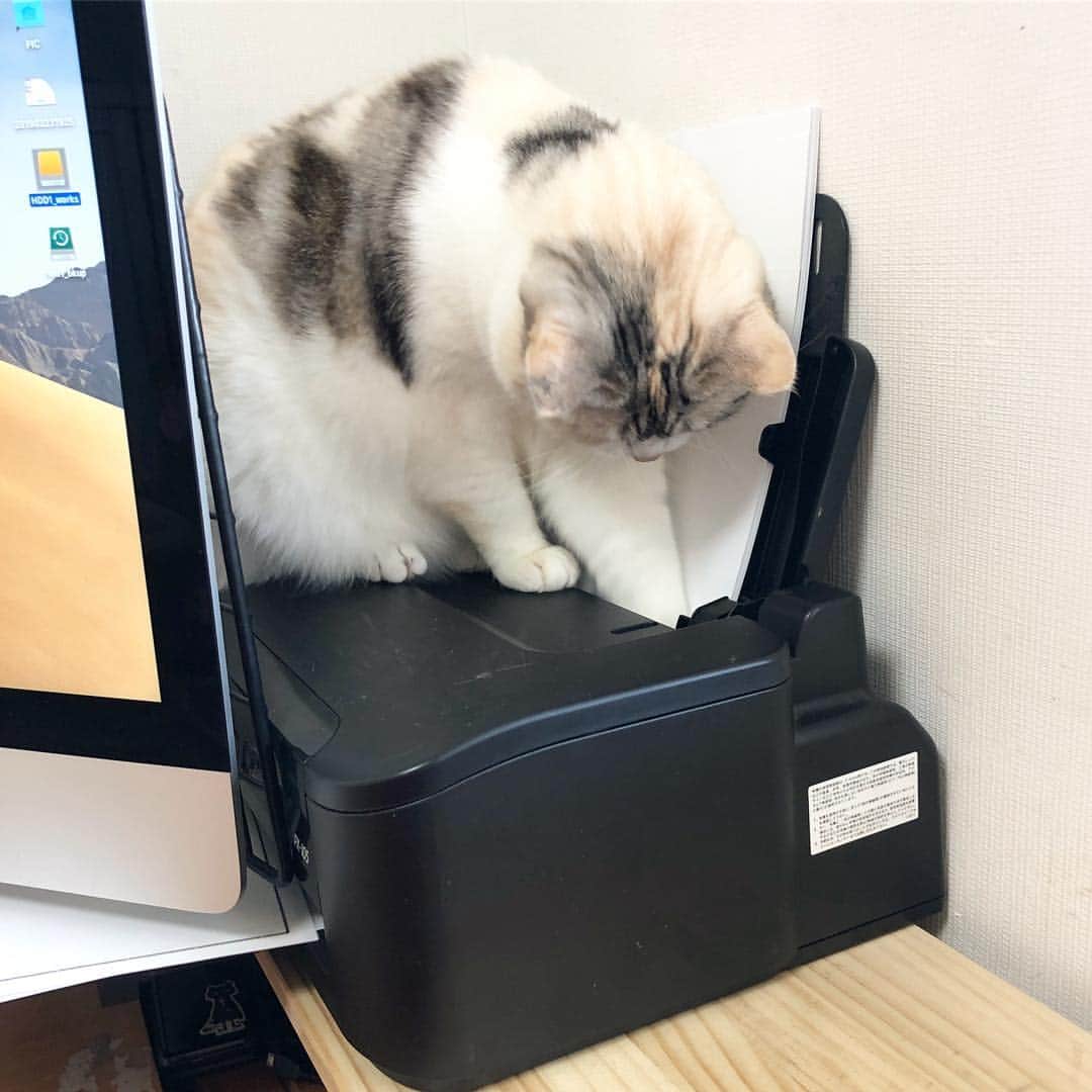 ホタテ＆クラム＆シラスのインスタグラム：「相変わらずのプリンター好き #cat #neko #ScottishFold #猫 #ねこ #スコティッシュフォールド #catstagram #instagram #instagramjapan #ig_japan #igersjp」
