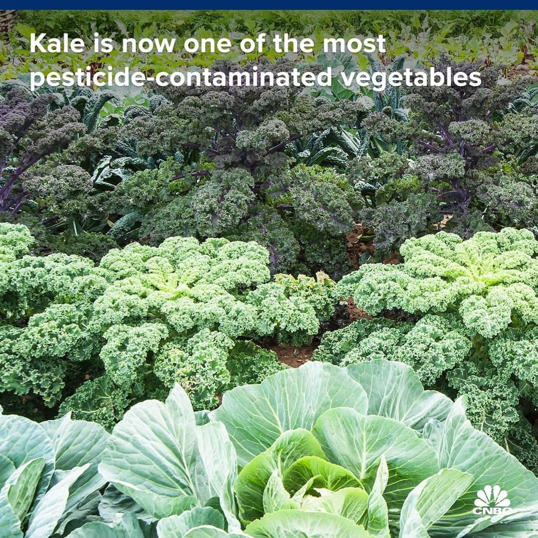 CNBCさんのインスタグラム写真 - (CNBCInstagram)「You might want to hold the kale in your next kale salad. ⁣🥗⁣ ⁣ Often touted for being highly nutritious, kale has joined the list of 11 other fruits and vegetables known to be "dirty," according to an analysis by the Environmental Working Group.⁣ ⁣ The watchdog group publishes its "Dirty Dozen" list annually, in which it ranks the 12 produce items that contain the highest amount of pesticide residues. The group analyzes data from the Department of Agriculture's regular produce testing to determine the list.⁣ ⁣ Ranked alongside kale on the list are strawberries, spinach, nectarines, apples, grapes, peaches, cherries, pears, tomatoes, celery and potatoes.⁣ ⁣ You can read more on the “Dirty Dozen,” at the link in bio.⁣ ⁣ *⁣ *⁣ *⁣ *⁣ *⁣ *⁣ *⁣ *⁣ ⁣ #DirtyDozen #Kale #Pesticides #EatHealthy #Environment #Vegetables #Veggies #Fruit #Fruits #Agriculture #Organic #Garden #Gardening #KaleGrowers #plants #gardenlife #gardenlove #jardin #News #CNBC⁣」3月24日 8時55分 - cnbc