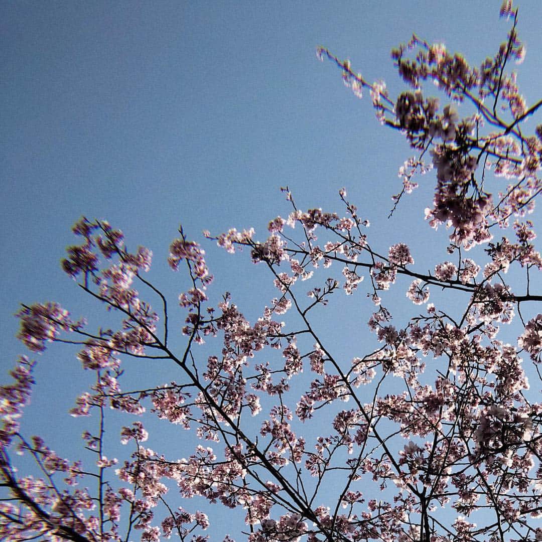 渡邉真梨奈さんのインスタグラム写真 - (渡邉真梨奈Instagram)「. 今年も 春 がきて この 桜 の木の下で 君の事を思い出す 無邪気にはしゃぐ姿 ずっと側にいるつもりで 僕は 笑いかけてた こんな日が来るなんて 思ってなかった . 桜のように 綺麗な人 2度と忘れられない人 この気持ちは変わらない 君は永遠の恋人 . 桜 / #清水翔太 久々に聴いたら切ないけど凄く良い曲で😢 今年の春は この曲リピート決定。 桜色舞うころ / #中島美嘉  これもリピート決まり😛 音楽 って人生において大きな存在だな。」3月24日 9時03分 - b_e_n_a_92