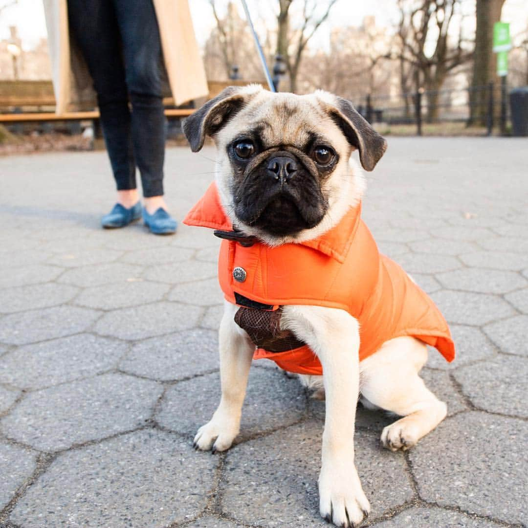 The Dogistさんのインスタグラム写真 - (The DogistInstagram)「Milo, Pug (5 m/o), Central Park, New York, NY • “He doesn’t listen to a thing. He sits on our feet – that’s where he parks himself. He’s still learning to go outside. He much prefers to go inside.”」3月24日 9時19分 - thedogist