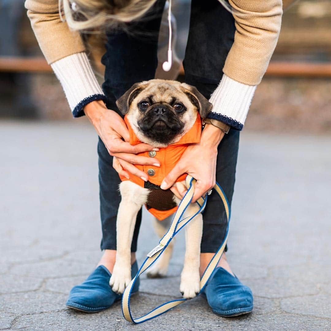 The Dogistさんのインスタグラム写真 - (The DogistInstagram)「Milo, Pug (5 m/o), Central Park, New York, NY • “He doesn’t listen to a thing. He sits on our feet – that’s where he parks himself. He’s still learning to go outside. He much prefers to go inside.”」3月24日 9時19分 - thedogist