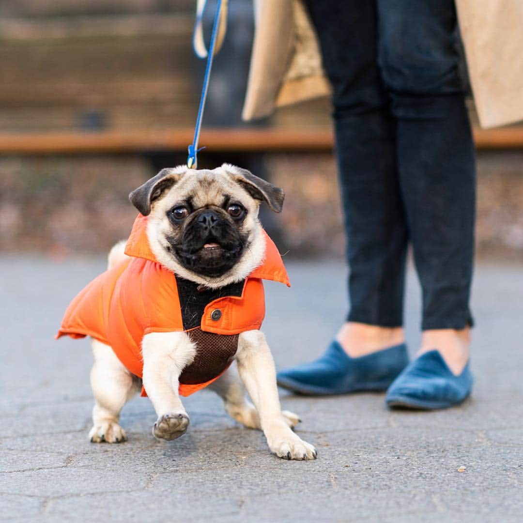 The Dogistさんのインスタグラム写真 - (The DogistInstagram)「Milo, Pug (5 m/o), Central Park, New York, NY • “He doesn’t listen to a thing. He sits on our feet – that’s where he parks himself. He’s still learning to go outside. He much prefers to go inside.”」3月24日 9時19分 - thedogist