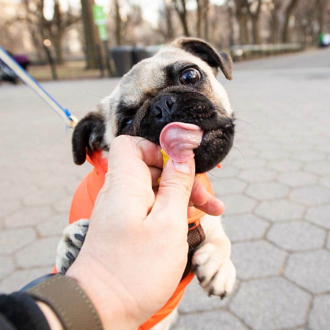 The Dogistさんのインスタグラム写真 - (The DogistInstagram)「Milo, Pug (5 m/o), Central Park, New York, NY • “He doesn’t listen to a thing. He sits on our feet – that’s where he parks himself. He’s still learning to go outside. He much prefers to go inside.”」3月24日 9時19分 - thedogist