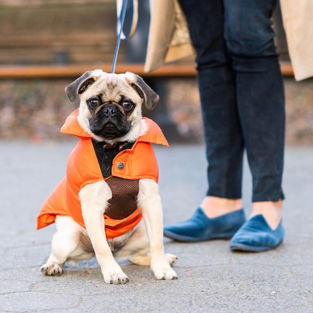 The Dogistさんのインスタグラム写真 - (The DogistInstagram)「Milo, Pug (5 m/o), Central Park, New York, NY • “He doesn’t listen to a thing. He sits on our feet – that’s where he parks himself. He’s still learning to go outside. He much prefers to go inside.”」3月24日 9時19分 - thedogist