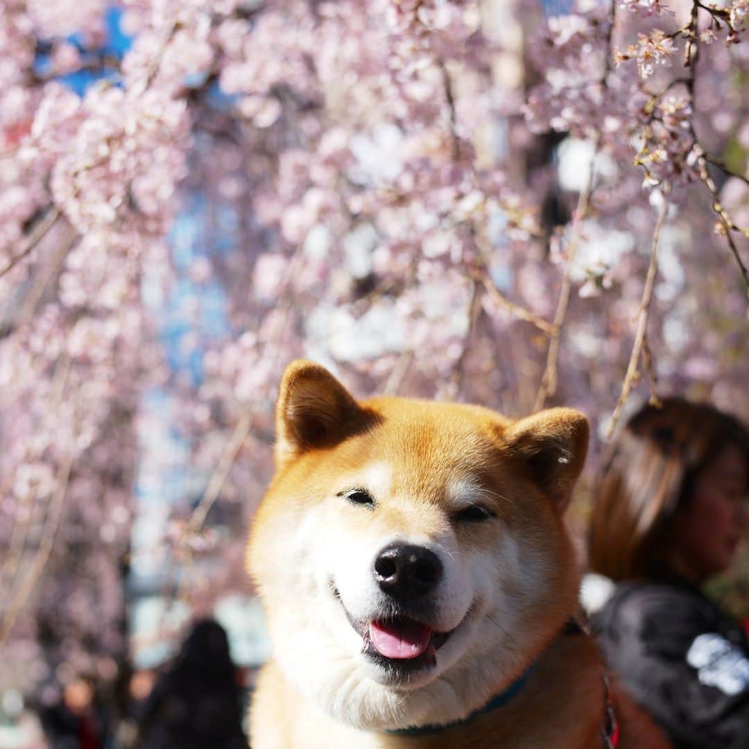 まる（まるたろう）さんのインスタグラム写真 - (まる（まるたろう）Instagram)「When it comes to Cherry blossom viewing, it's definitely Ueno Tokyo. It's a 15-minute walk from Gallery Marusan @gallerymarusan ✨🌸🐶🌸✨おはまる〜(≧∀≦) 上野公園はまだ満開じゃないけど桜が綺麗よ〜 #お稲荷さん持って観においでよ☺️ #上野に来たらもちろんギャラリーに立ち寄ってね #上野公園入り口から歩いて15分だから @gallerymarusan」3月24日 9時20分 - marutaro