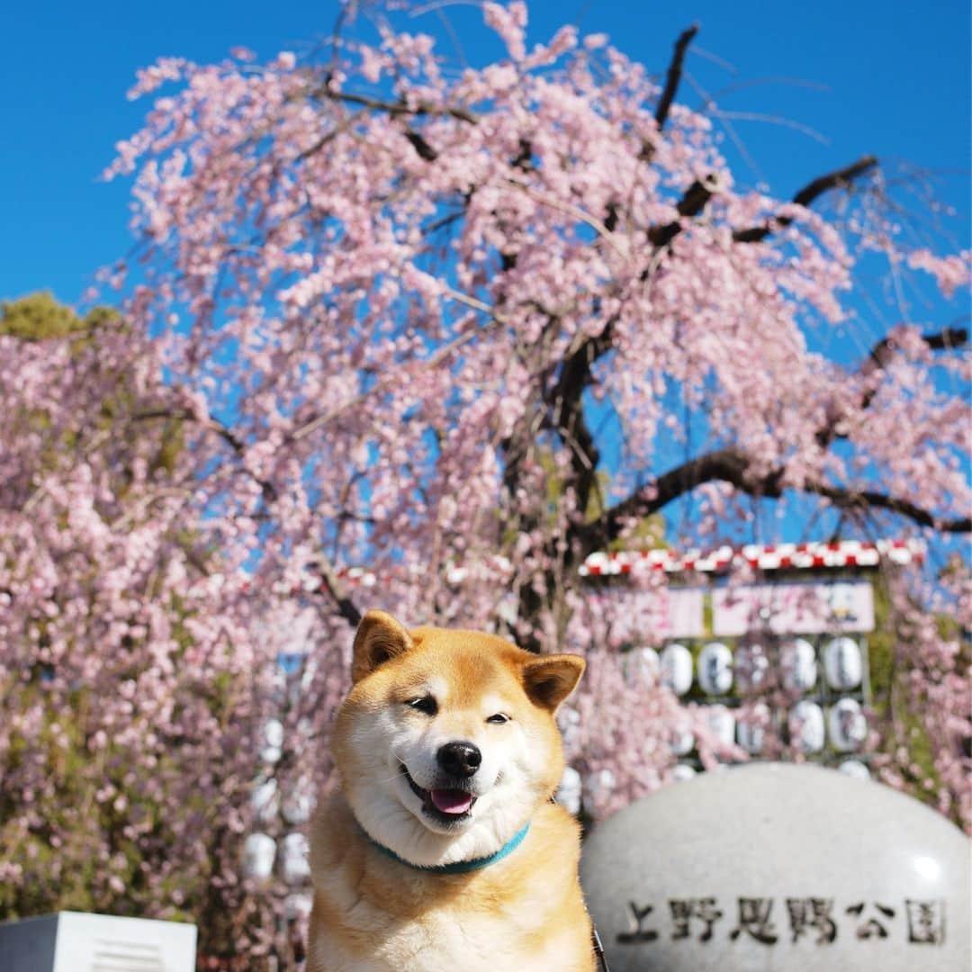 まる（まるたろう）さんのインスタグラム写真 - (まる（まるたろう）Instagram)「When it comes to Cherry blossom viewing, it's definitely Ueno Tokyo. It's a 15-minute walk from Gallery Marusan @gallerymarusan ✨🌸🐶🌸✨おはまる〜(≧∀≦) 上野公園はまだ満開じゃないけど桜が綺麗よ〜 #お稲荷さん持って観においでよ☺️ #上野に来たらもちろんギャラリーに立ち寄ってね #上野公園入り口から歩いて15分だから @gallerymarusan」3月24日 9時20分 - marutaro