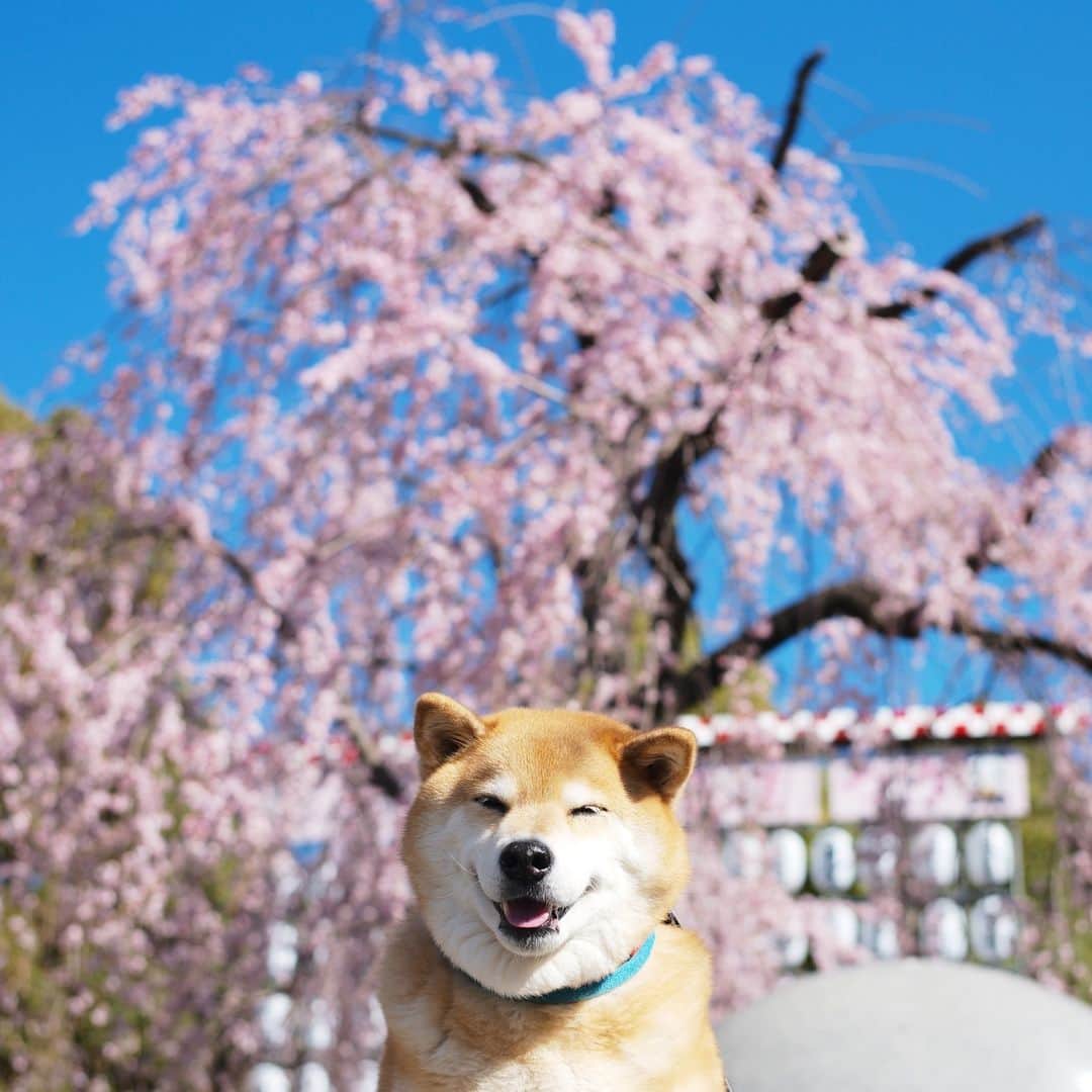 まる（まるたろう）さんのインスタグラム写真 - (まる（まるたろう）Instagram)「When it comes to Cherry blossom viewing, it's definitely Ueno Tokyo. It's a 15-minute walk from Gallery Marusan @gallerymarusan ✨🌸🐶🌸✨おはまる〜(≧∀≦) 上野公園はまだ満開じゃないけど桜が綺麗よ〜 #お稲荷さん持って観においでよ☺️ #上野に来たらもちろんギャラリーに立ち寄ってね #上野公園入り口から歩いて15分だから @gallerymarusan」3月24日 9時20分 - marutaro