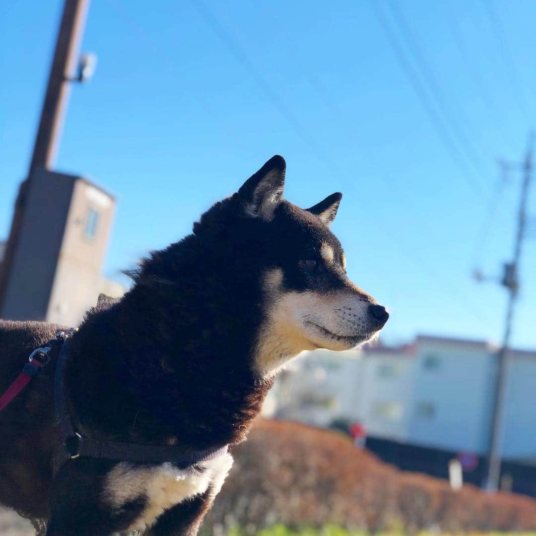 小川博永さんのインスタグラム写真 - (小川博永Instagram)「朝の空気はちょいひんやり。  #今朝まる #ししまる #dog #dogs #柴犬 #黒柴」3月24日 9時39分 - ogawahironaga