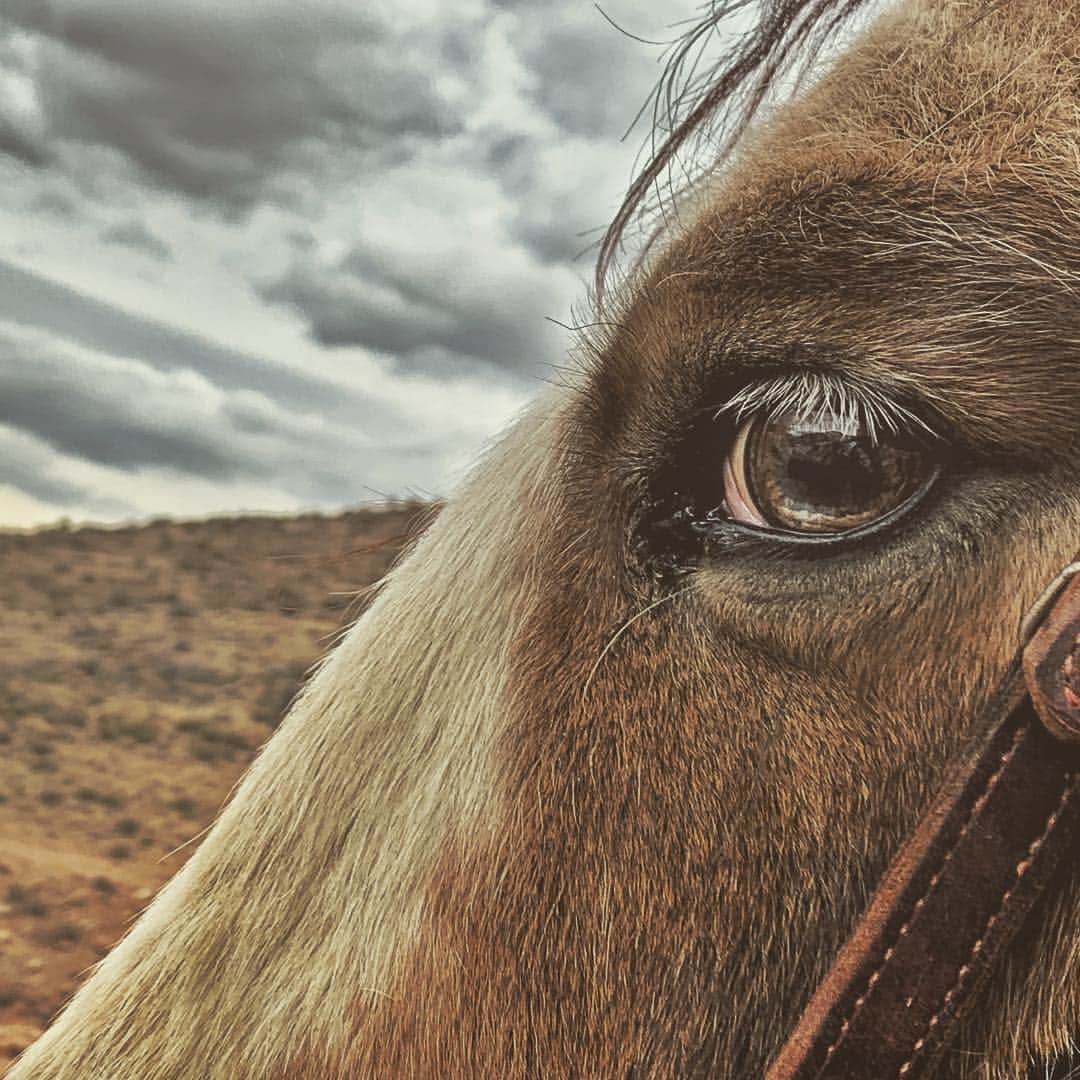 Robert Clarkさんのインスタグラム写真 - (Robert ClarkInstagram)「Horseback riding a few weeks back near #redrockcanyon #lasvegas #nevada」3月24日 9時40分 - robertclarkphoto