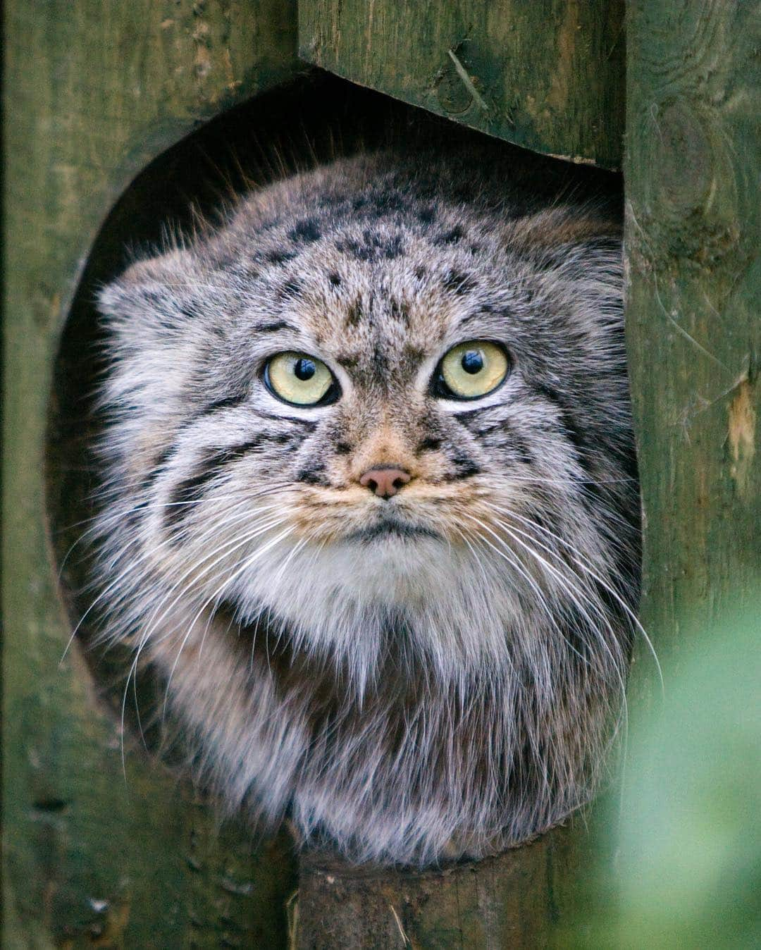 アメリカ自然史博物館さんのインスタグラム写真 - (アメリカ自然史博物館Instagram)「Say “hi” to Pallas’ cat (Otocolobus manul)! This wild feline is native to central Asia, where it ranges from western Iran to western China. This fluffy cat has long, dense fur to keep it warm in the rocky steppes. The hair on its body is nearly twice as long as the hair on its head—creating the illusion that the critter is larger than it actually is. When on the hunt, it stalks and ambushes its prey such as pikas, small rodents, and birds. Photo: Nick Jewell」3月24日 9時52分 - amnh