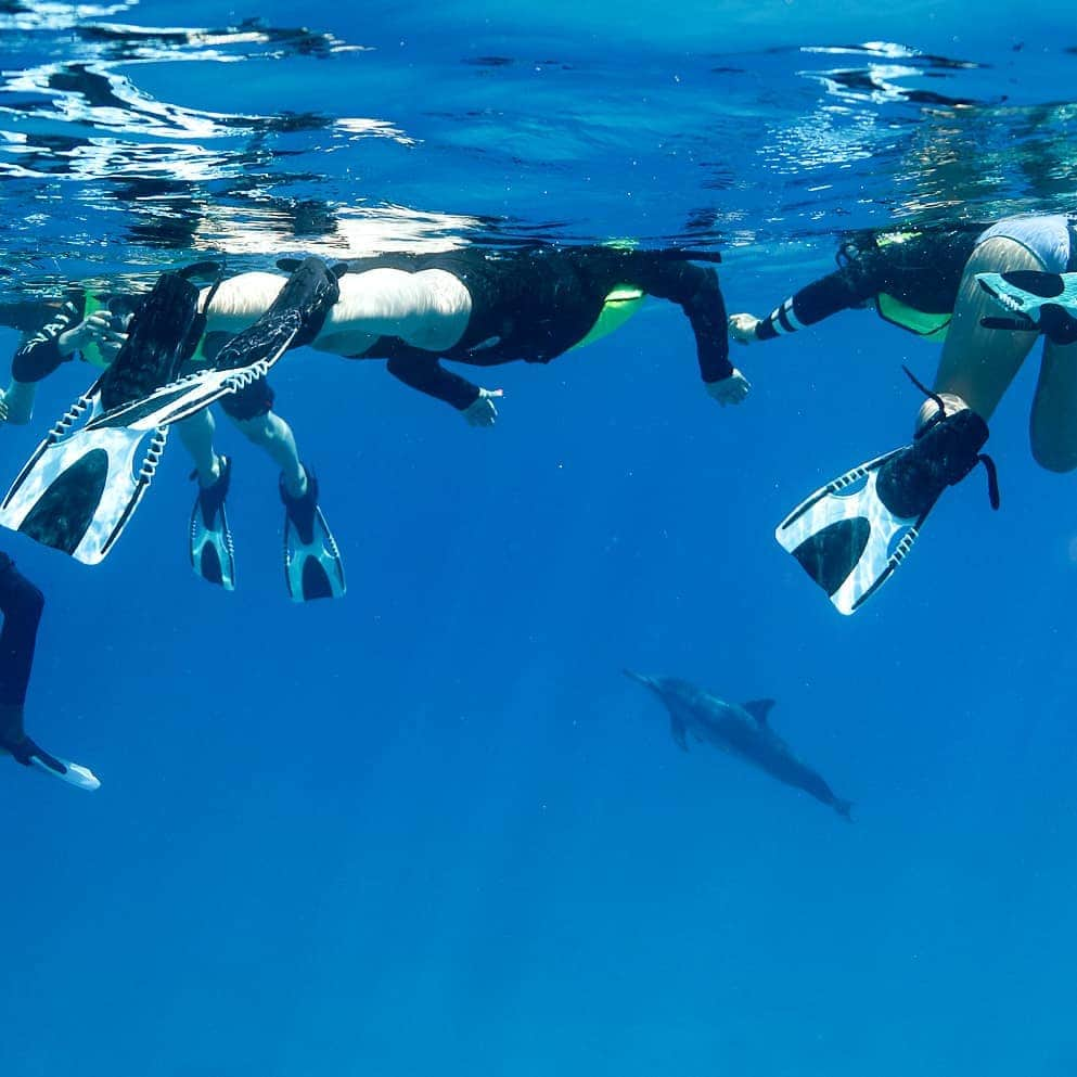 And Youさんのインスタグラム写真 - (And YouInstagram)「Floating weightlessly in the clear blue of the Pacific ocean as wild dolphins soar before your eyes is a feeling unlike any other... 🐬. . . . #swimmingwithdolphins #dolphinswim #dolphins #oahutours #hawaiivacation」3月24日 9時53分 - dolphinsandyou