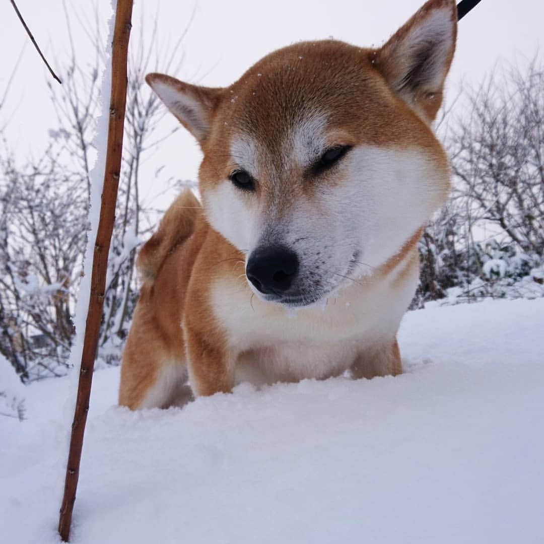 柴犬⭐️サスケのインスタグラム